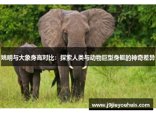 姚明与大象身高对比：探索人类与动物巨型身躯的神奇差异
